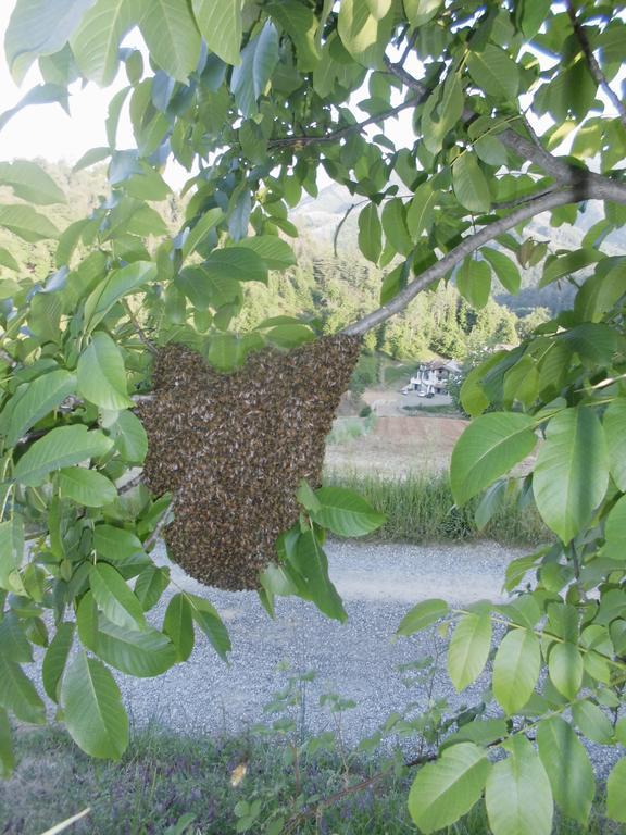 Agriturismo Bio-Ecologico Sant'Isidoro Roccaforte Mondovi Экстерьер фото